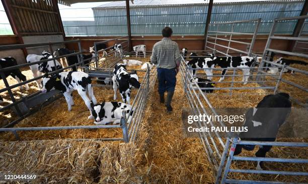 Dairy farmer David Witter checks on his herd of 370 Friesian Holstein cows before preparing them for milking at Carters Green Farm in Weston, near...