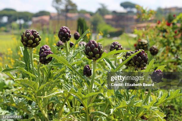 baby purple artichokes growing outside rome, italy - artichoke stock pictures, royalty-free photos & images
