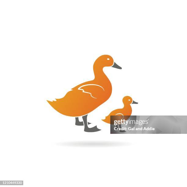 mother duck and her duckling - yellow duckling stock illustrations
