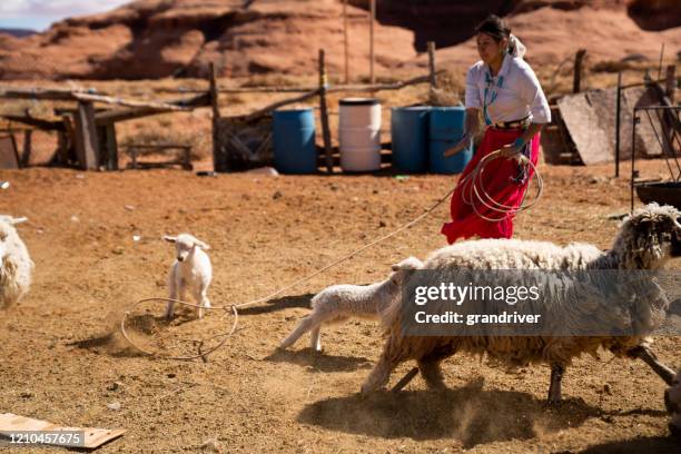 Sheep Roping Top Roping Photos and Premium High Res Pictures - Getty Images