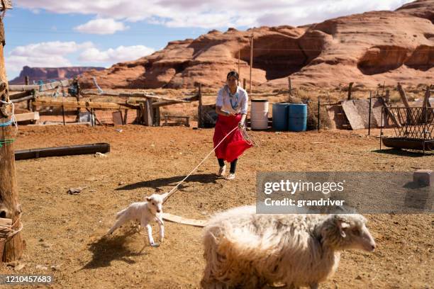 Sheep Roping Top Roping Photos and Premium High Res Pictures - Getty Images