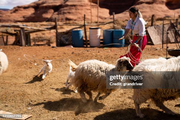 Sheep Roping Top Roping Photos and Premium High Res Pictures - Getty Images