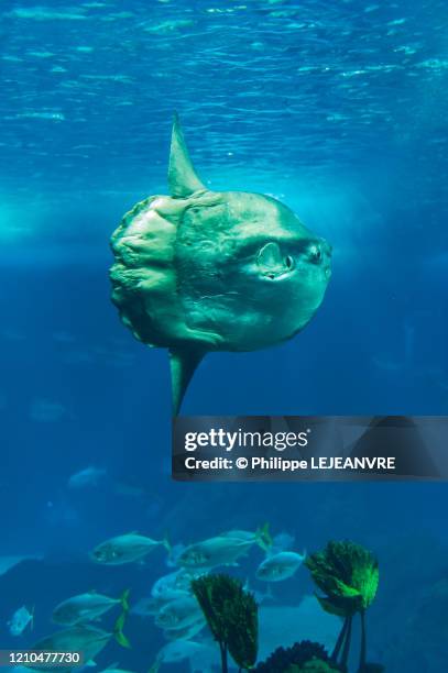 sunfish near blue water surface - sunfish stock pictures, royalty-free photos & images