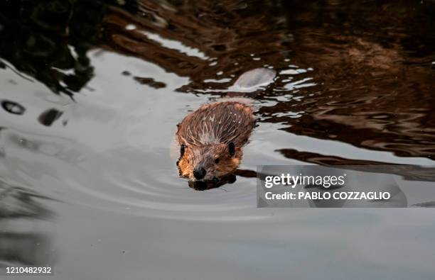 Beaver swims in the forest near Puerto Williams, Chile on February 05, 2020. - With sharp teeth and surprising abilities for construction, the North...