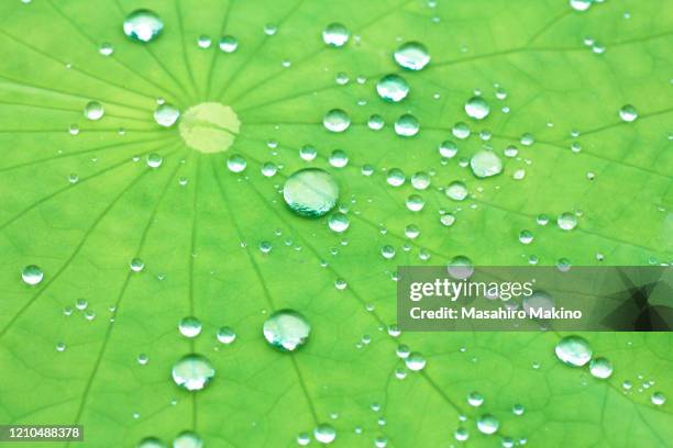 water drops on lotus leaf - lotus leaf stock pictures, royalty-free photos & images
