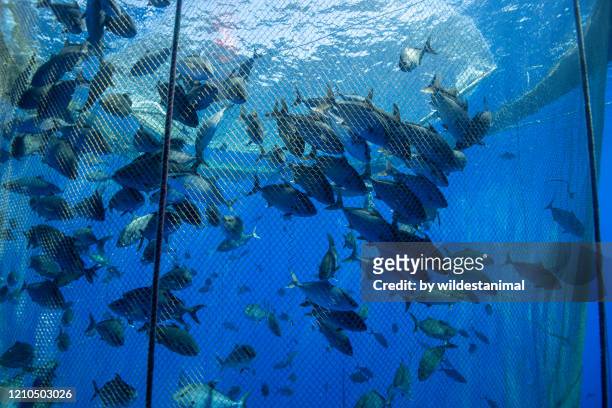 large school of fish in a fish farm off the coast of the big island, hawaii. - fischereinetz stock-fotos und bilder