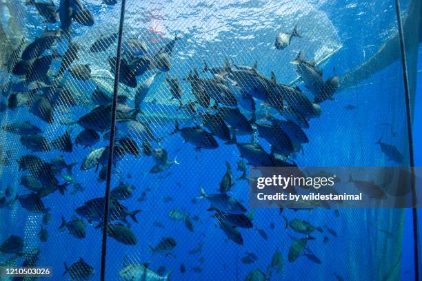 large school of fish in a fish farm off the coast of the big island, hawaii. - fishing net stock pictures, royalty-free photos & images