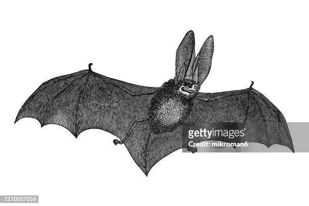 1,984 Drawing Bats Photos and Premium High Res Pictures - Getty Images