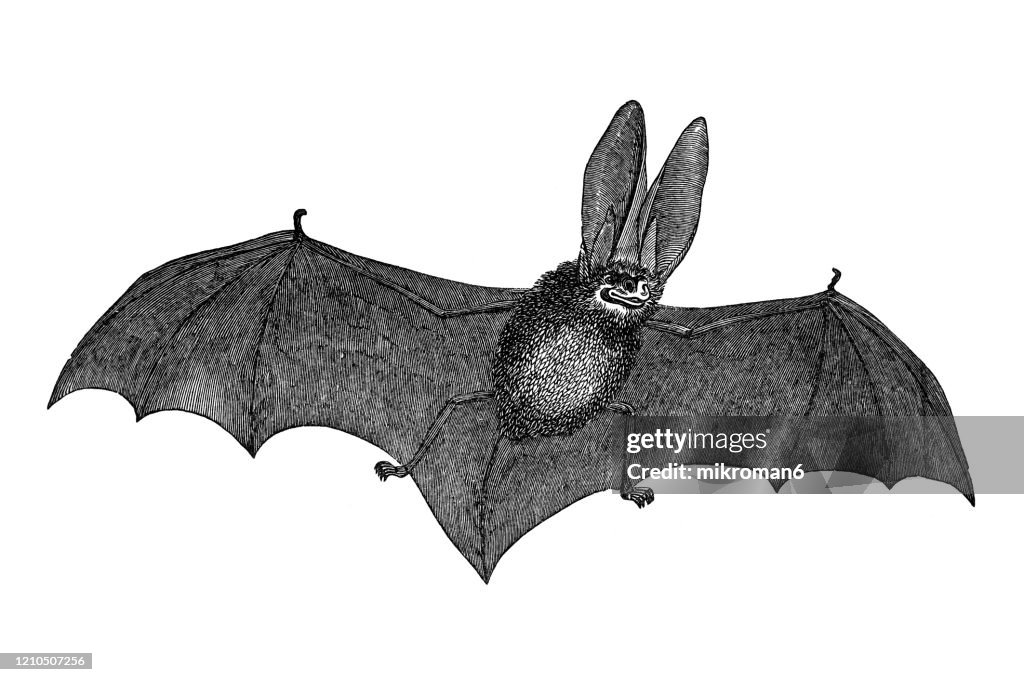 Old engraved illustration of Long Eared Bat - Cheiroptera, Insectivora Animal. Antique Illustration, Popular Encyclopedia Published 1894. Copyright has expired on this artwork