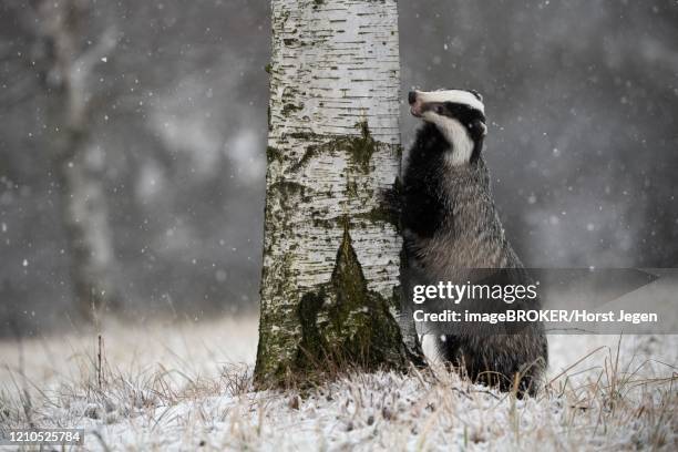 european badger (meles meles) leaning against tree in winter, eifel, rhineland-palatinate, germany - dachs stock-fotos und bilder