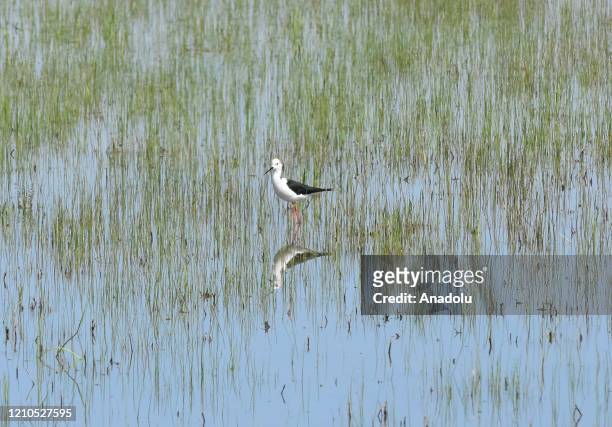Stork and its reflection on water is seen as it moves at reed in Turkey's Mus province on April 21, 2020. Telli Turna Association for Nature...