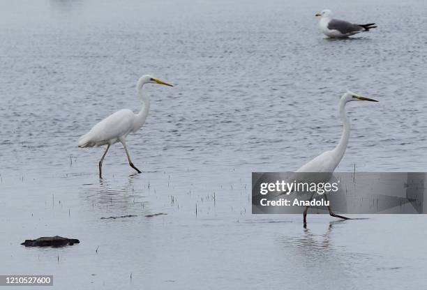 Storks are seen as they move at reed in Turkey's Mus province on April 21, 2020. Telli Turna Association for Nature Protection field observation team...