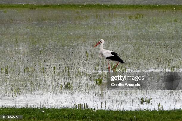 Stork is seen as it moves at reed in Turkey's Mus province on April 21, 2020. Telli Turna Association for Nature Protection field observation team in...