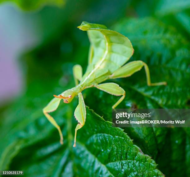Haria Insect 1,200 Stick Insect Stock Photos, High-Res Pictures, and Images - Getty ...