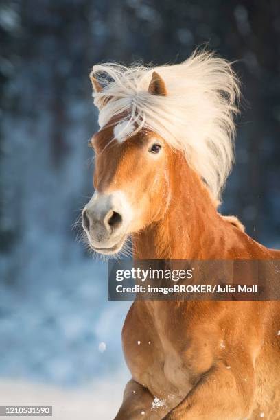 haflinger, mare in winter, animal portrait, tyrol, austria - haflinger horse stock pictures, royalty-free photos & images