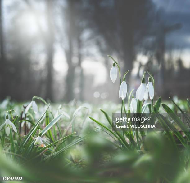 pretty spring blooming of snowdrops flowers , outdoor. - snowdrops stock-fotos und bilder