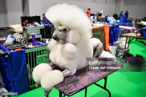 Poodles are prepared ahead of being shown at day one of Crufts 2020 at the National Exhibition Centre on March 5, 2020 in Birmingham, England....