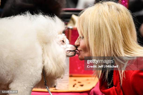 Poodles are prepared ahead of being shown at day one of Crufts 2020 at the National Exhibition Centre on March 5, 2020 in Birmingham, England....