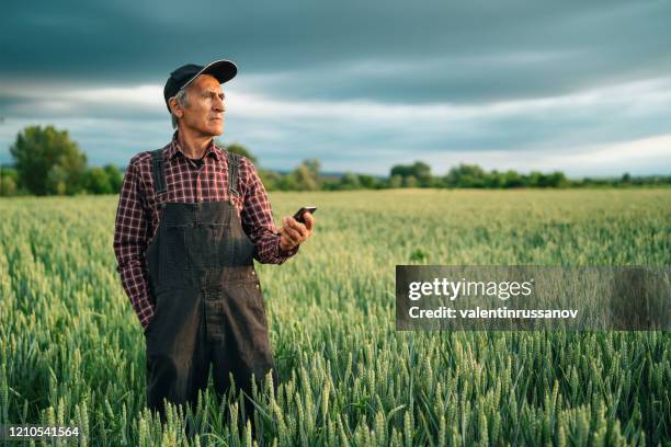 senior farmer looking at smart phone in field - farmer dawn stock pictures, royalty-free photos & images