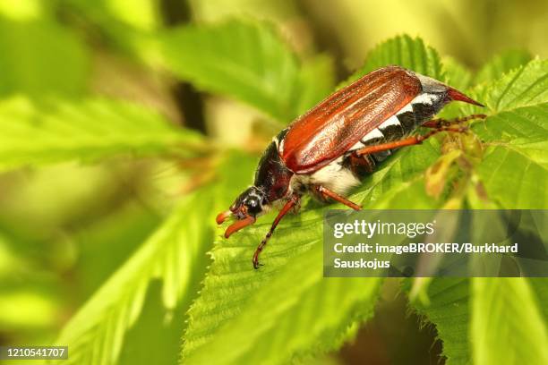 cockchafer (melolontha hippocastani), sitting on the leaf of a hornbeam, wilden, north rhine-westphalia, germany - june bug stock pictures, royalty-free photos & images