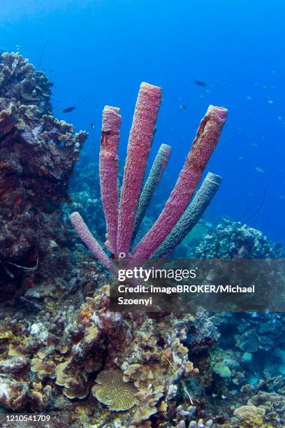 purple stove-pipe sponge (aplysina archeri) off playa grandi, west curacao, curacao - spongia stock pictures, royalty-free photos & images