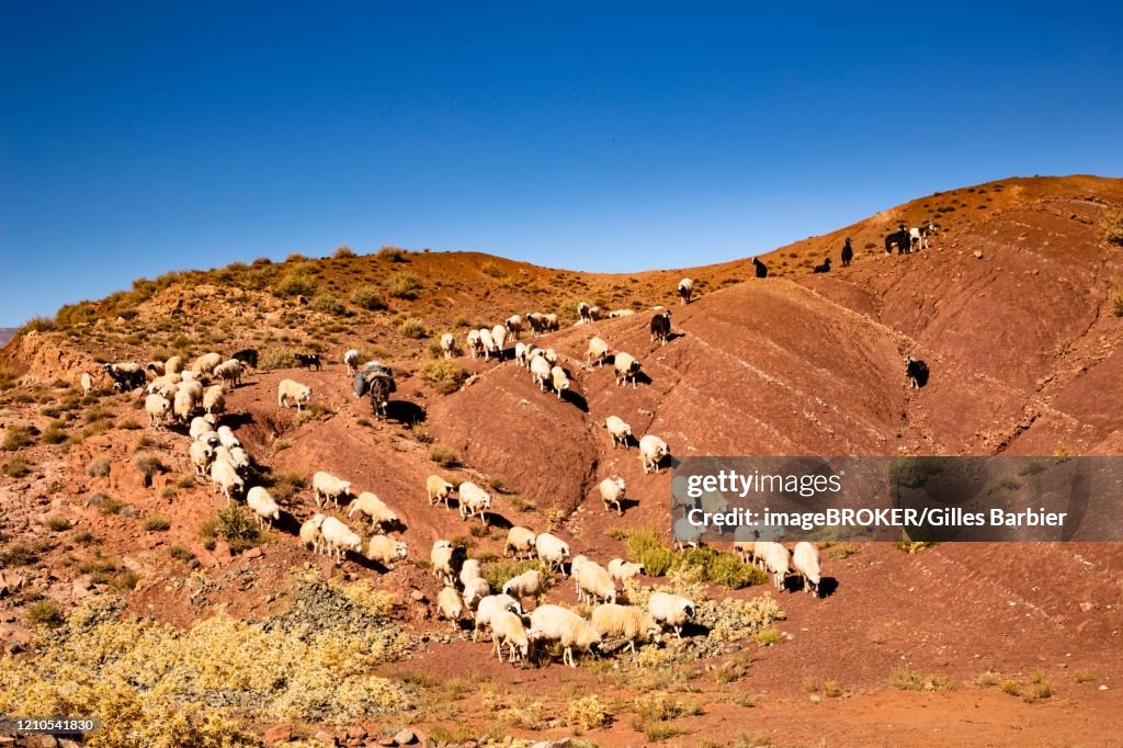 Sheep and goats going down the colored mountains on the road from Ait Ben Haddou to Telouet, Morocco