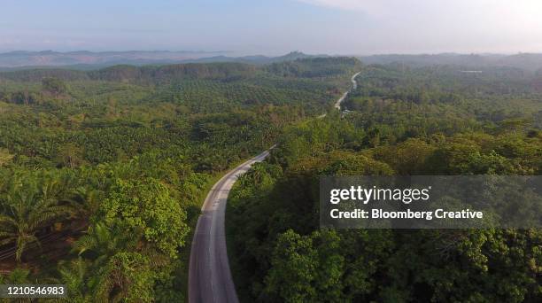 a road runs through a palm oil plantation - palm oil production stock pictures, royalty-free photos & images