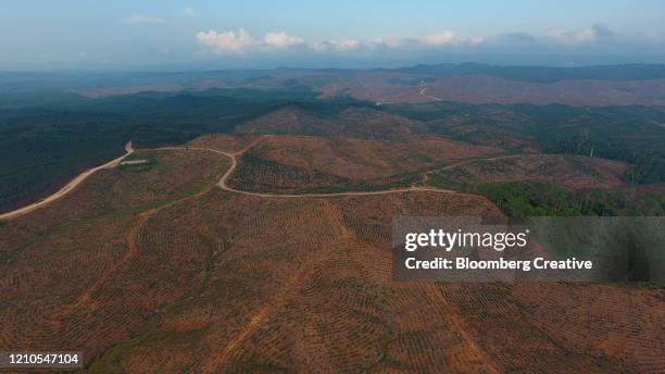 a cleared tropical rainforest - rainforest destruction stock pictures, royalty-free photos & images