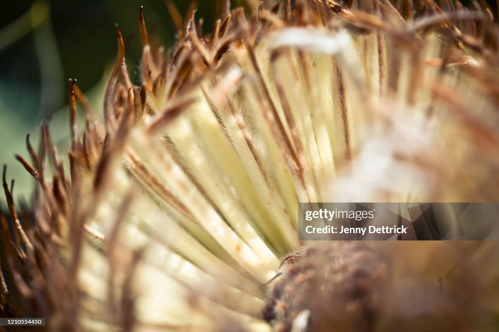 Close-up of a banksia flower