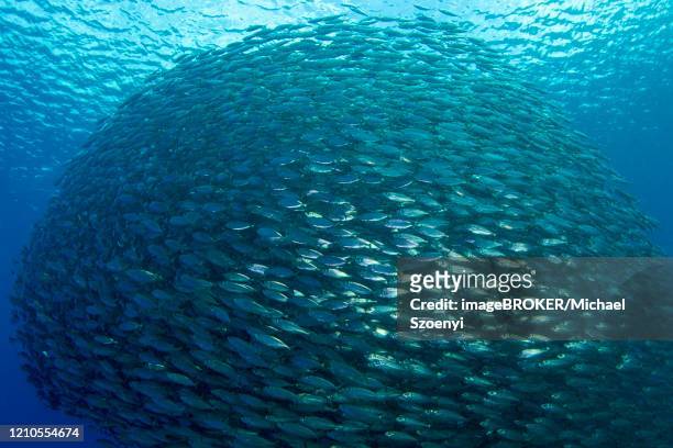 shoal of fish mackerel scad (decapterus macarellus), playa grandi, curacao, caribbean - plage stock-fotos und bilder