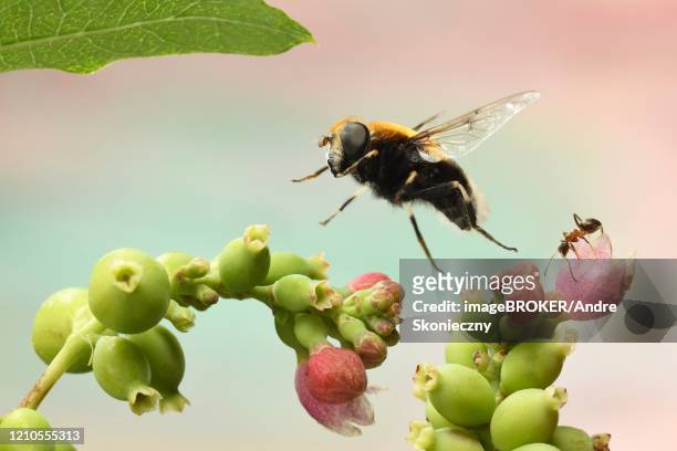 bumblebee hoverfly (volucella bombylans) in flight on inflorescence of common snowberry (symphoricarpos), germany - symphoricarpos stock pictures, royalty-free photos & images