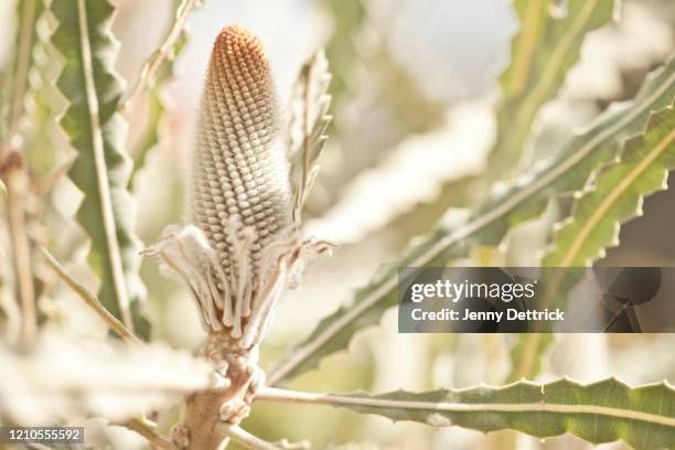 close-up of a banksia flower - indigenous australia stock pictures, royalty-free photos & images