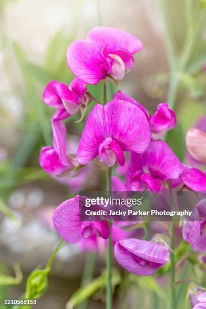 vibrant pink summer flowers of lathyrus latifolius, the perennial peavine, perennial pea, broad-leaved everlasting-pea, or just everlasting pea - sweetpea stock pictures, royalty-free photos & images