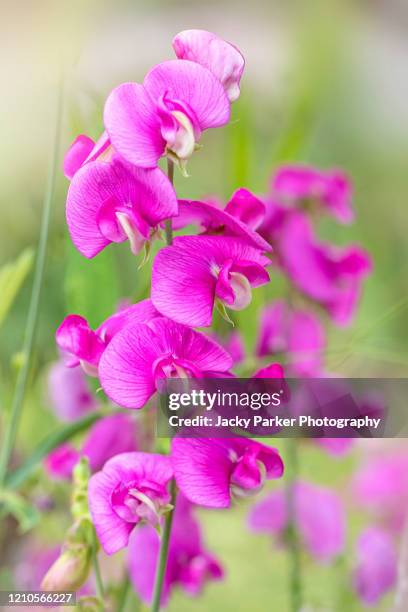 vibrant pink summer flowers of lathyrus latifolius, the perennial peavine, perennial pea, broad-leaved everlasting-pea, or just everlasting pea - sweet peas stock pictures, royalty-free photos & images