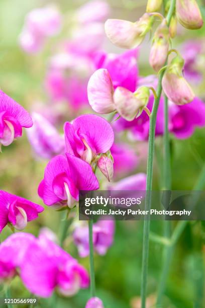 vibrant pink summer flowers of lathyrus latifolius, the perennial peavine, perennial pea, broad-leaved everlasting-pea, or just everlasting pea - sweet peas stock-fotos und bilder