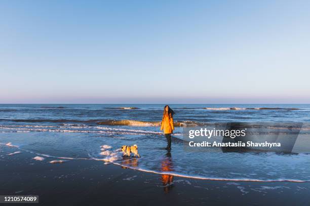 junge frau haben einen schönen familientag am strand spielen mit seinem hund - north holland stock-fotos und bilder