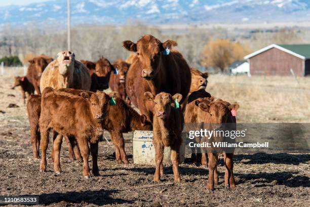 Red Angus cows and calves after feeding on Martin Davis's ranch on April 21, 2020 in Paradise Valley near Livingston, Montana.