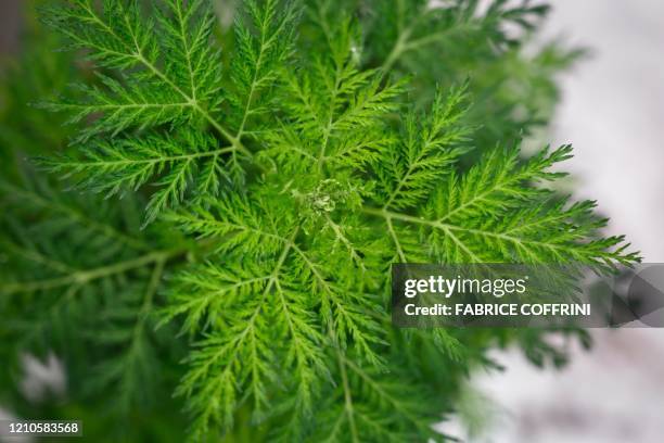 Photo taken on 21 April 2020 at the Agroscope in Conthey shows young Artemisia annua plants which the president of Madagascar has officially launched...