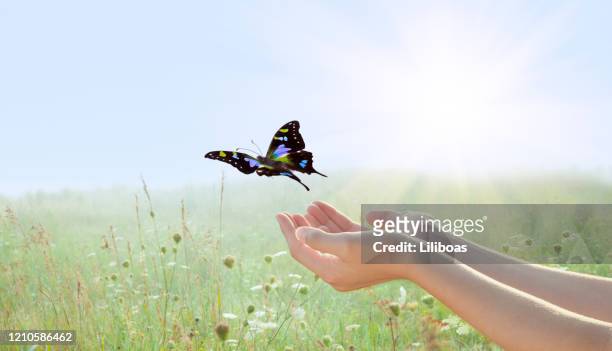 woman releasing a butterfly over field of flowers - butterfly hand imagens e fotografias de stock