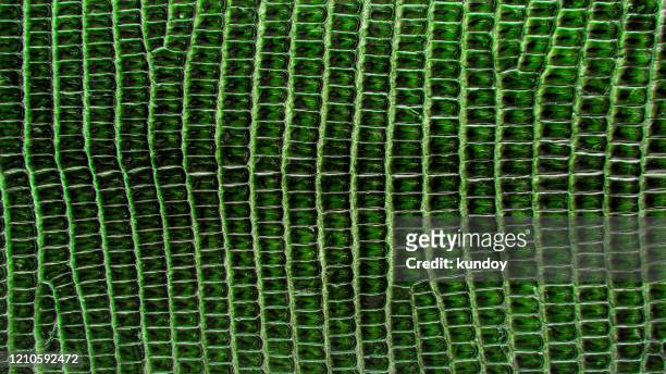 green lizard skin, abstrat leather texture for background. - peau de serpent photos et images de collection