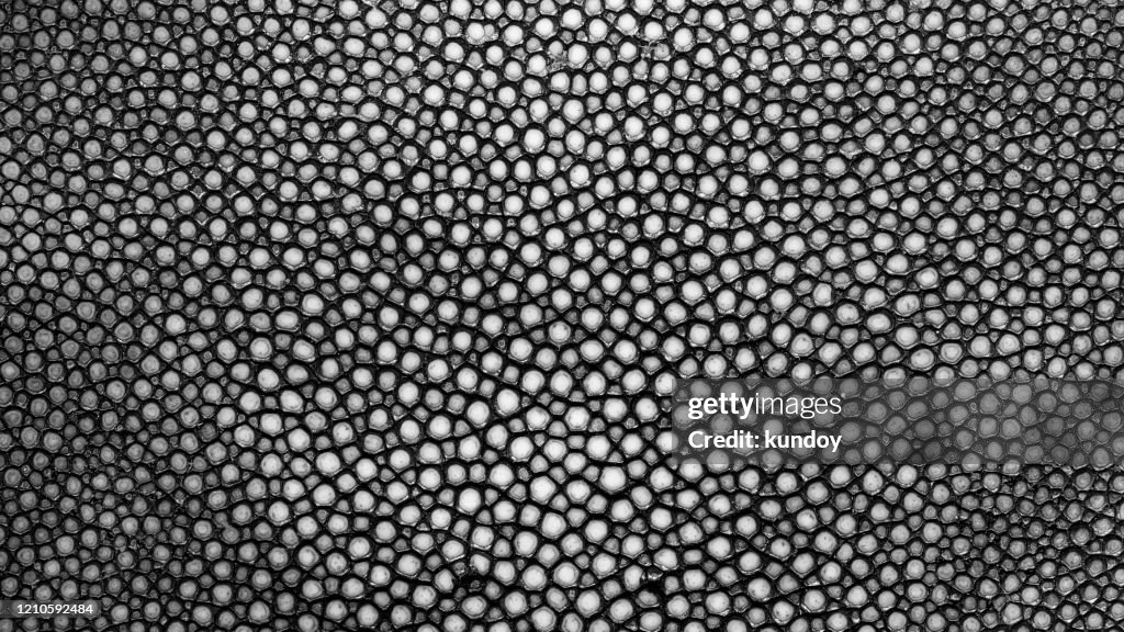 Closeup Of A Stingray Skin Texture Grey Background High-Res Stock Photo ...