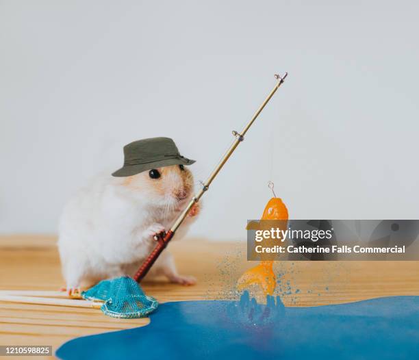 hamster fishing - gone fishing stock pictures, royalty-free photos & images