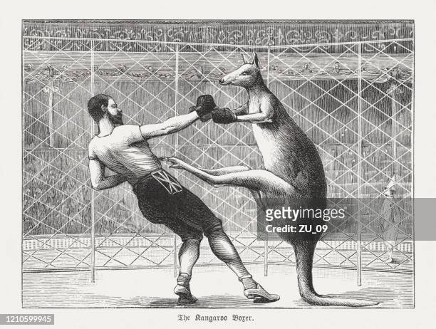 ilustraciones, imágenes clip art, dibujos animados e iconos de stock de el boxeador canguro, grabado en madera, publicado en 1895 - guante de boxeo