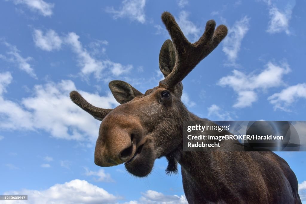 Elk (Alces alces), animal portrait in front of blue sky, Sweden