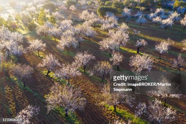 almond blossom, flowering almond plantation, near mancor de la vall, aerial view, majorca, balearic islands, spain - almond blossom stock-fotos und bilder