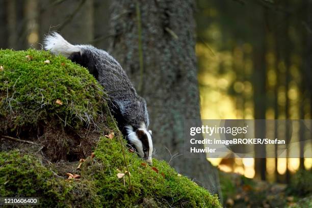 european badger (meles meles), in the morning light on moss-covered hill in search of food, captive, bohemian forest, czech republic - dachs stock-fotos und bilder