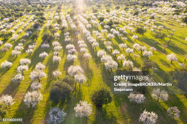 almond blossom, flowering almond trees, almond plantation near bunyola, aerial view, majorca, balearic islands, spain - almond blossom stock-fotos und bilder