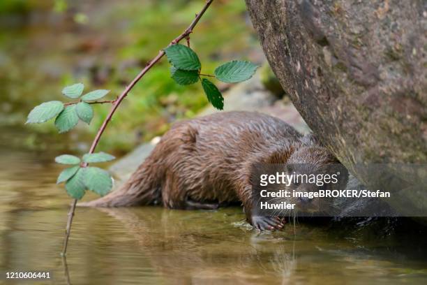 european otter (lutra lutra), female sitting on stone on the bank of a pond, captive, switzerland - europäischer fischotter stock-fotos und bilder