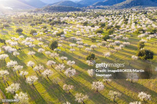 almond blossom, flowering almond trees, almond plantation near bunyola, serra de tramuntana, aerial view, majorca, balearic islands, spain - sierra de tramuntana stock pictures, royalty-free photos & images