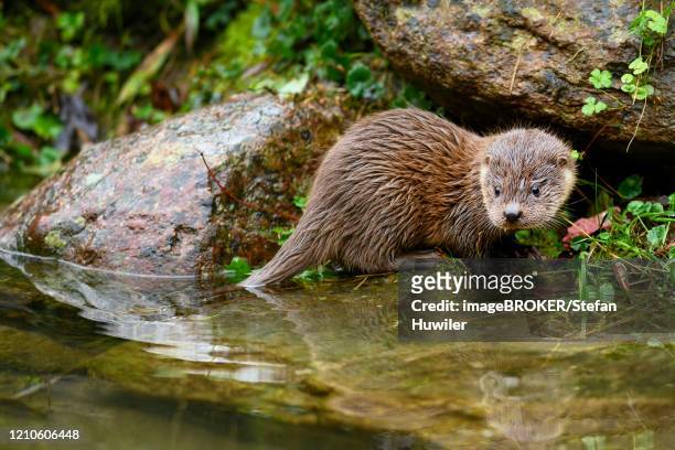 european otter (lutra lutra), young animal sitting on the bank of a pond, captive, switzerland - europäischer fischotter stock-fotos und bilder